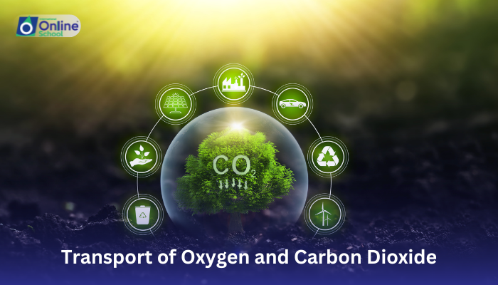 Lesson 06: Transport of Oxygen and Carbon Dioxide